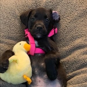 Meet your Posher, Tanaya